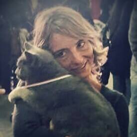 Gatto Certosino