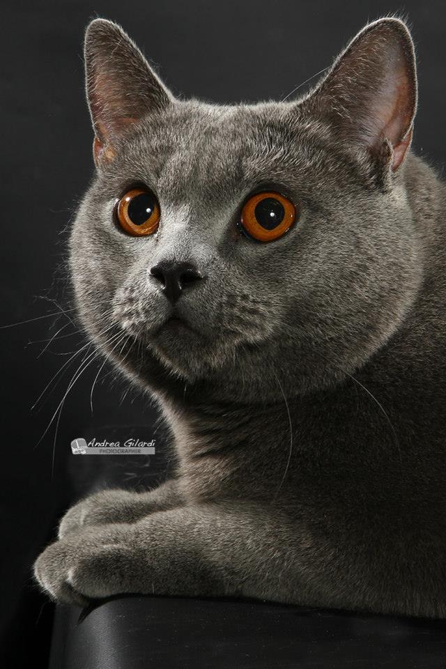 Gatto Certosino