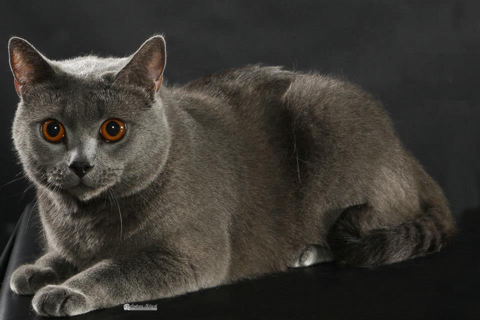 Gatto Certosino