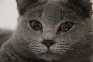 Gatto Certosino
