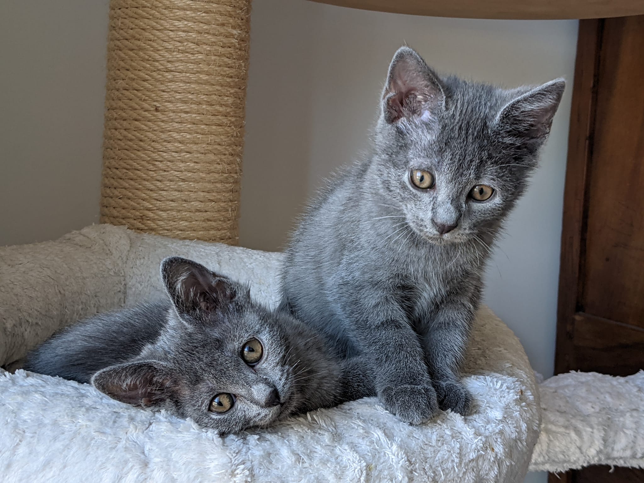 Gatto Certosino