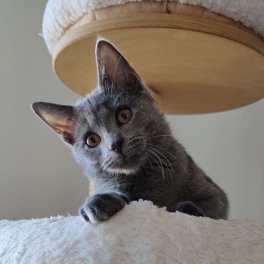 Gatto Certosino