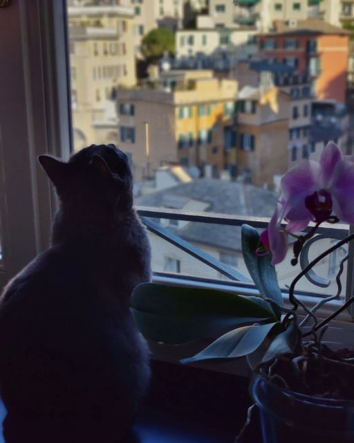 Gatto Certosino