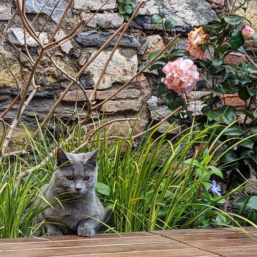 Gatto Certosino
