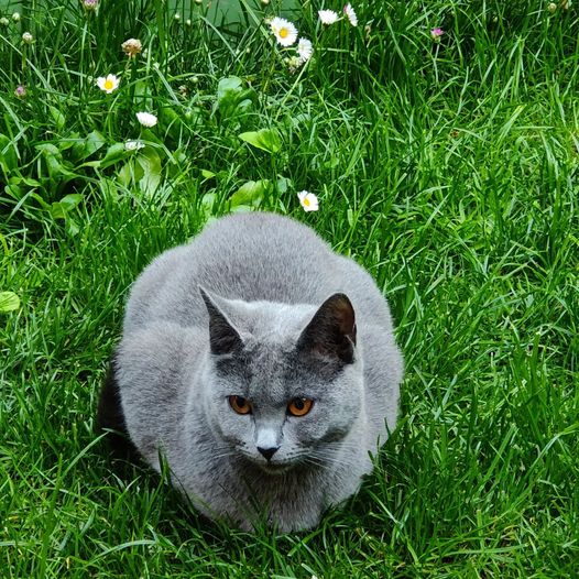 Gatto Certosino