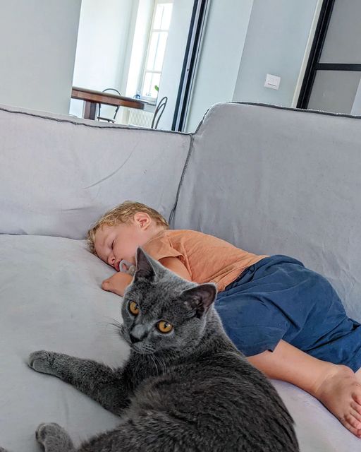 Gatto Certosino