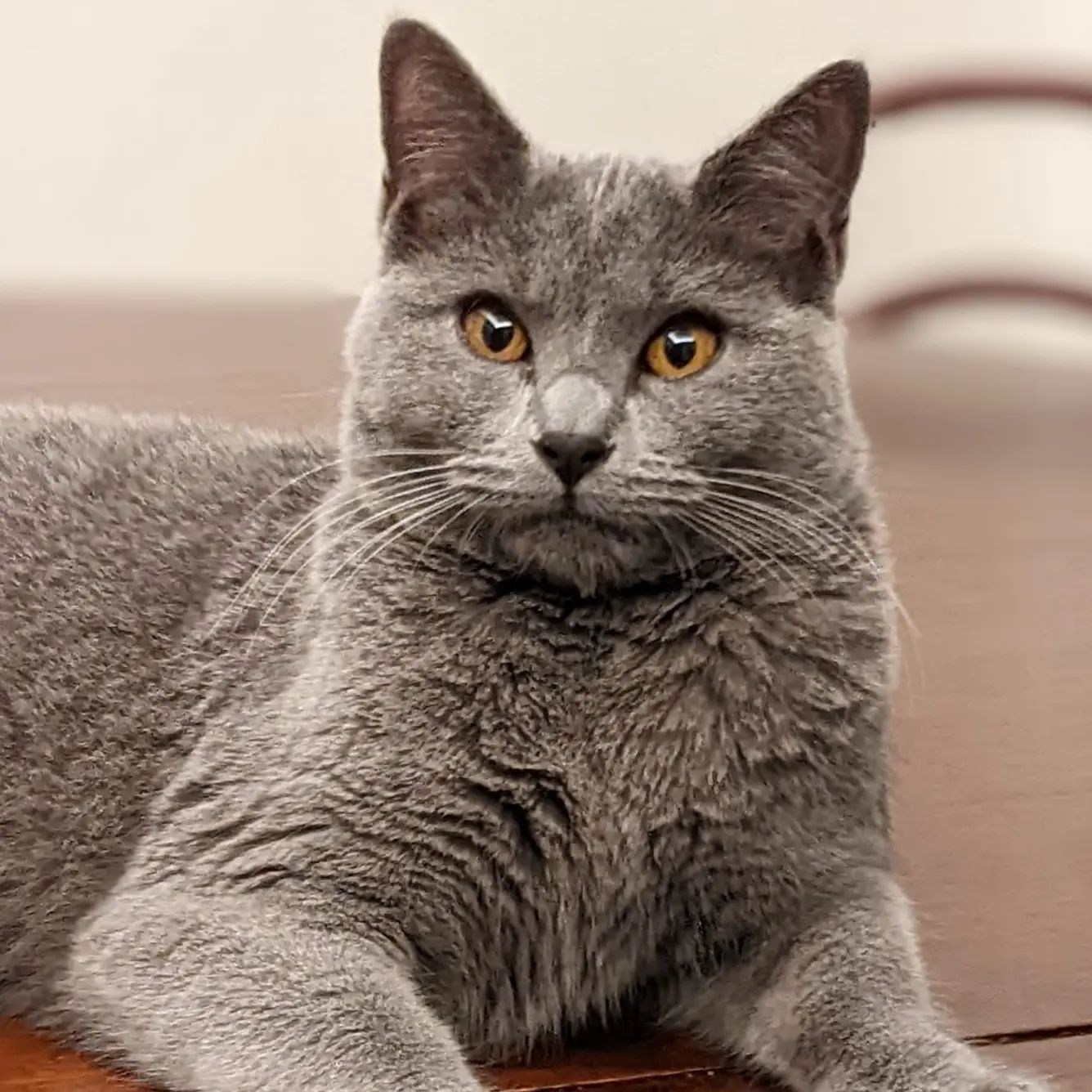 Gatto Certosino