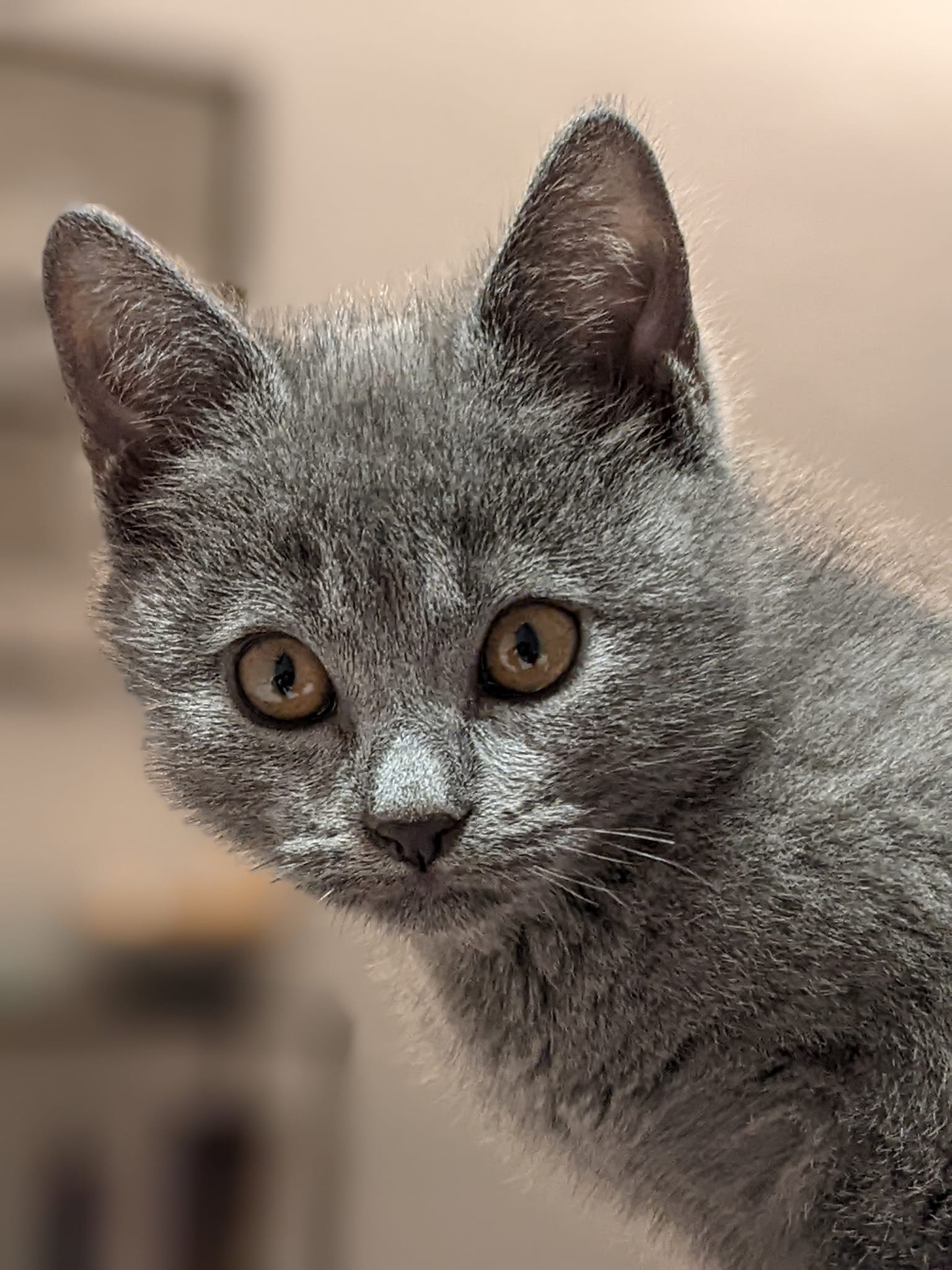 Gatto Certosino