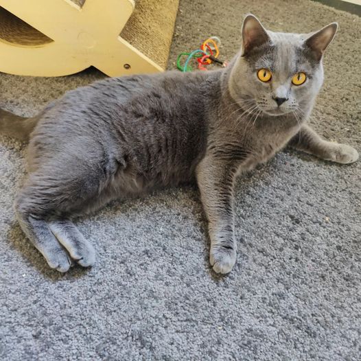 Gatto Certosino