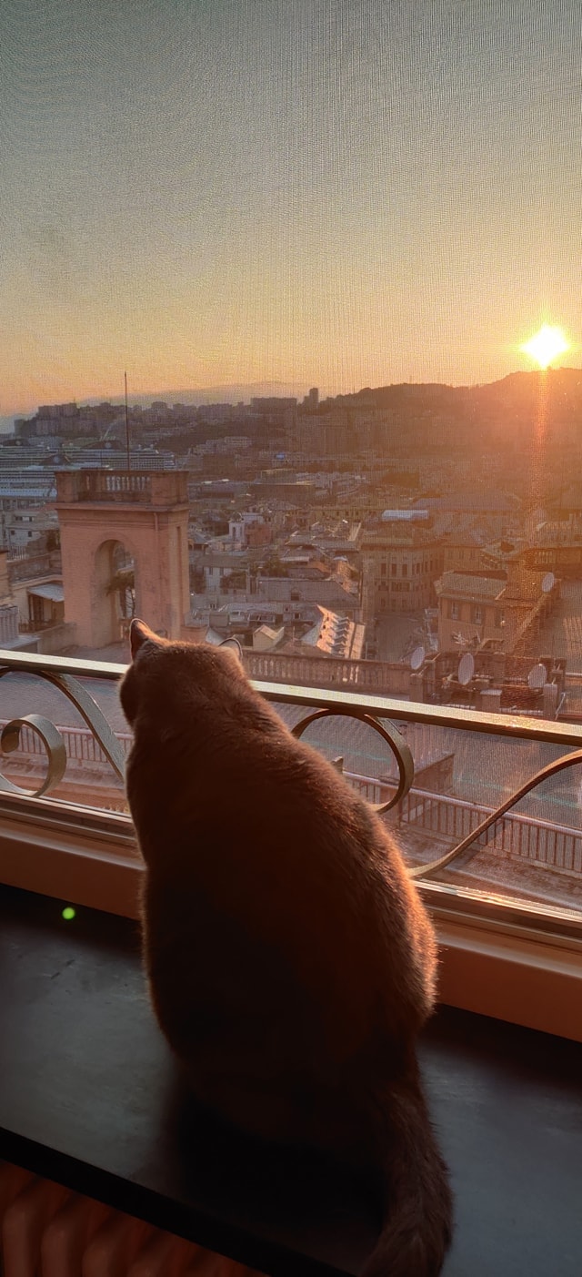Gatto Certosino