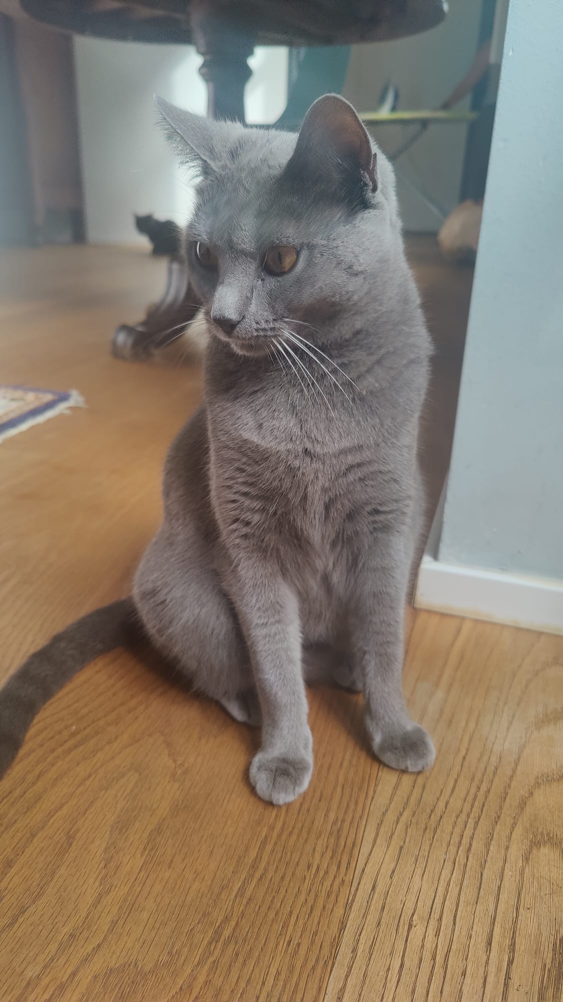 Gatto Certosino