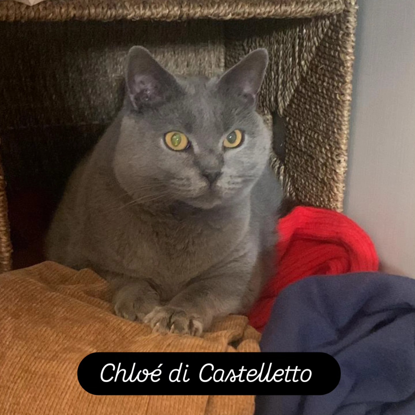 Chloe di Castelletto