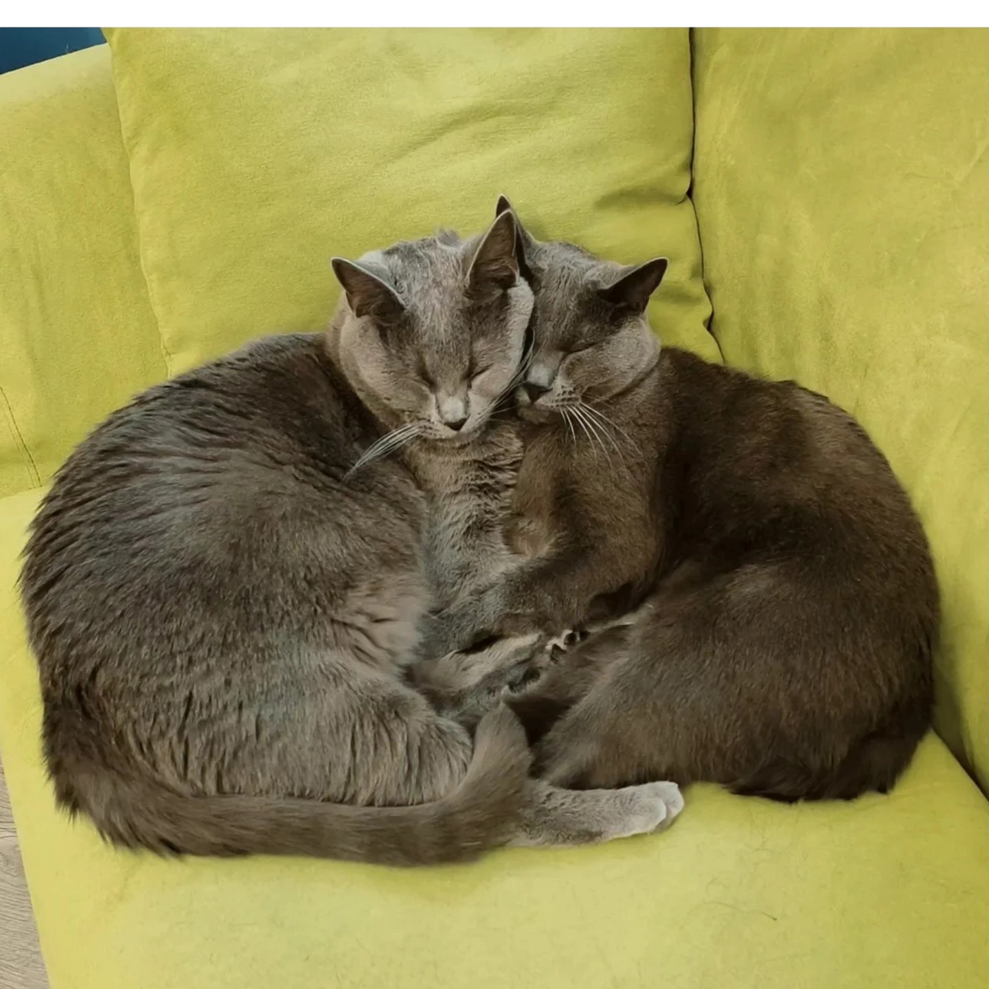 Le nostre gatte