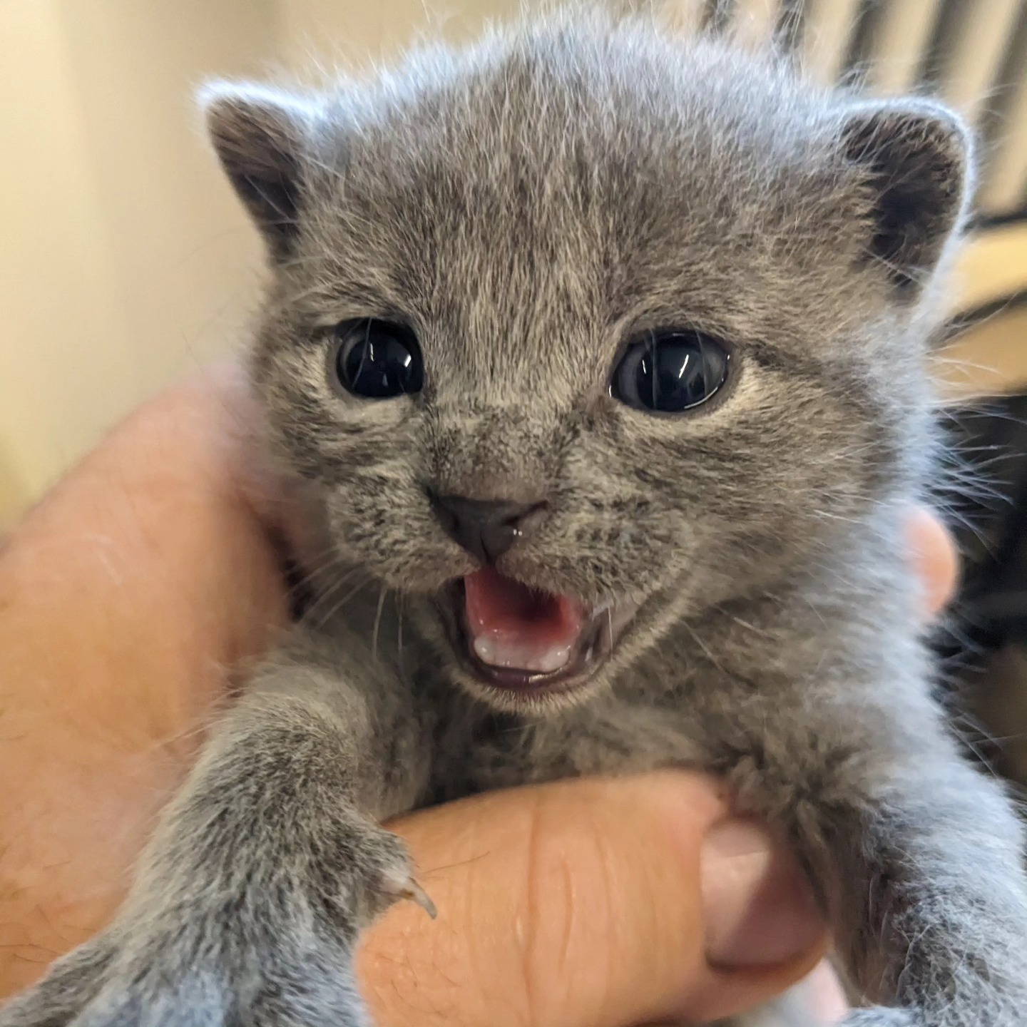 Cucciolo di Certosino