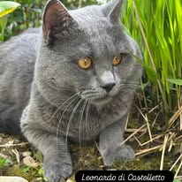 Leonardo di Castelletto