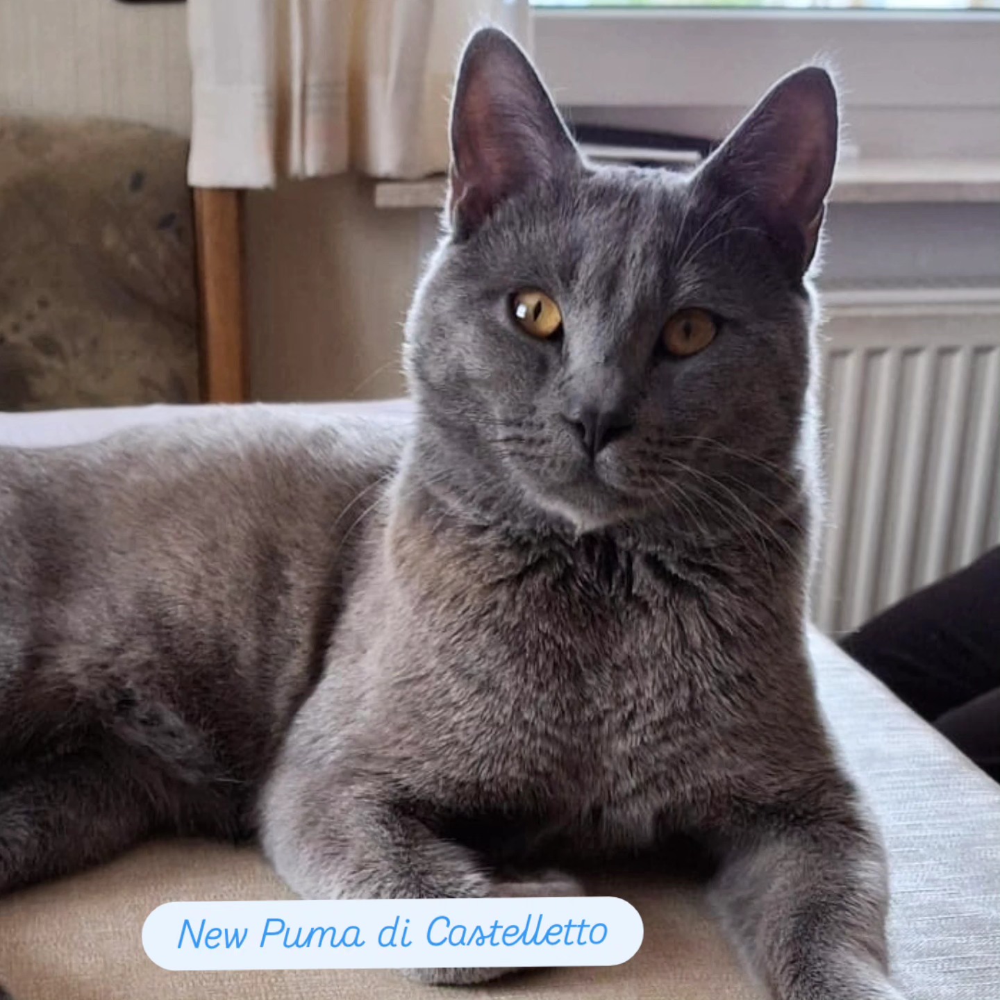 New Puma di Castelletto
