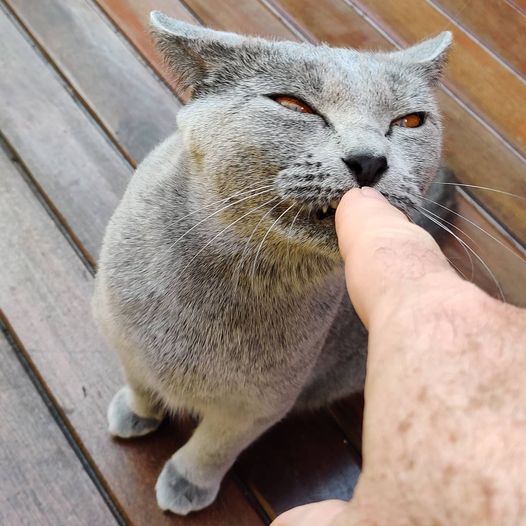 Gatto Certosino affettuoso