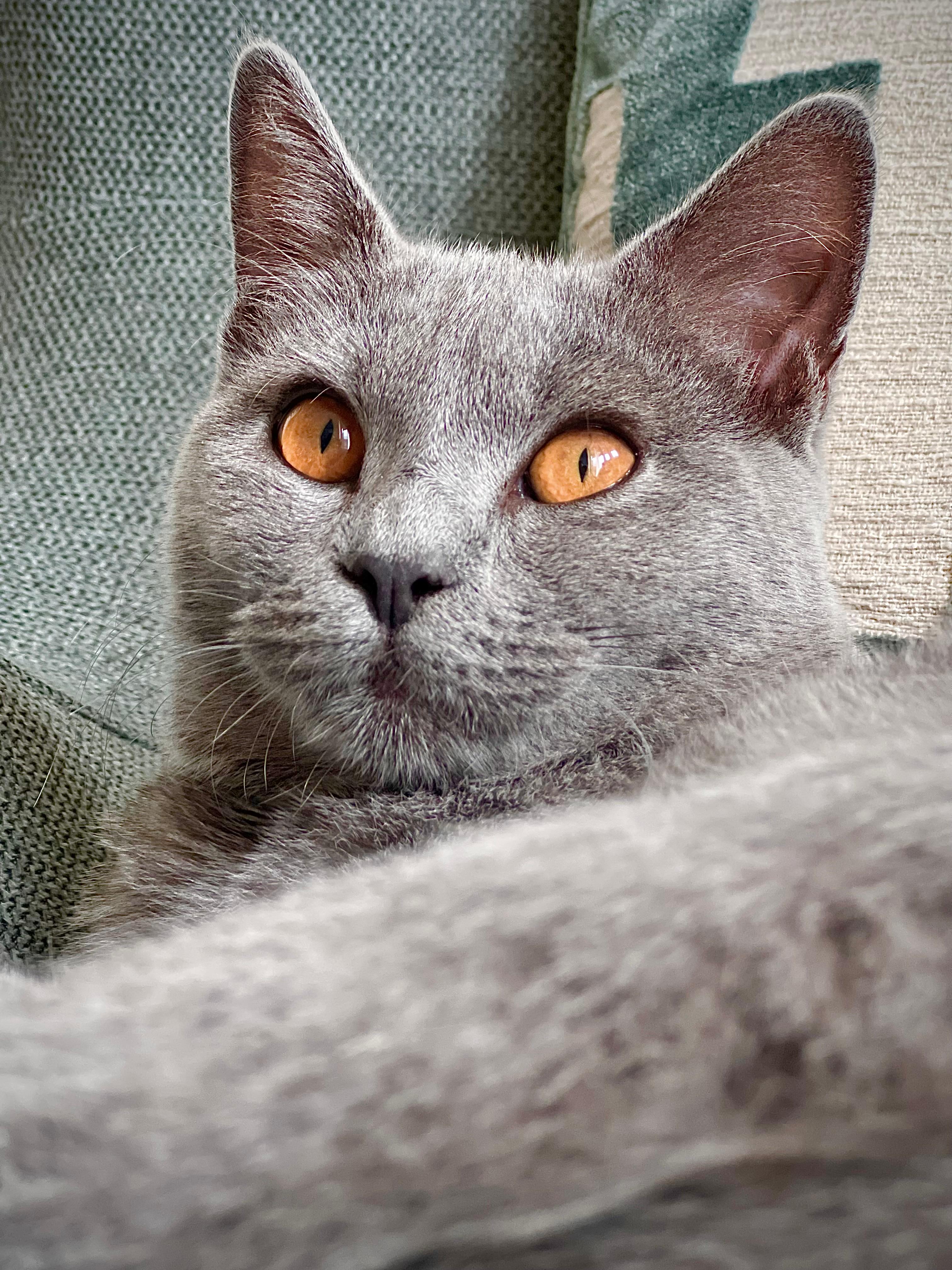 Kora