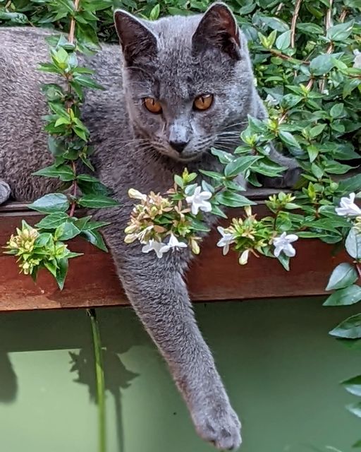 Gatto Certosino tranquillo