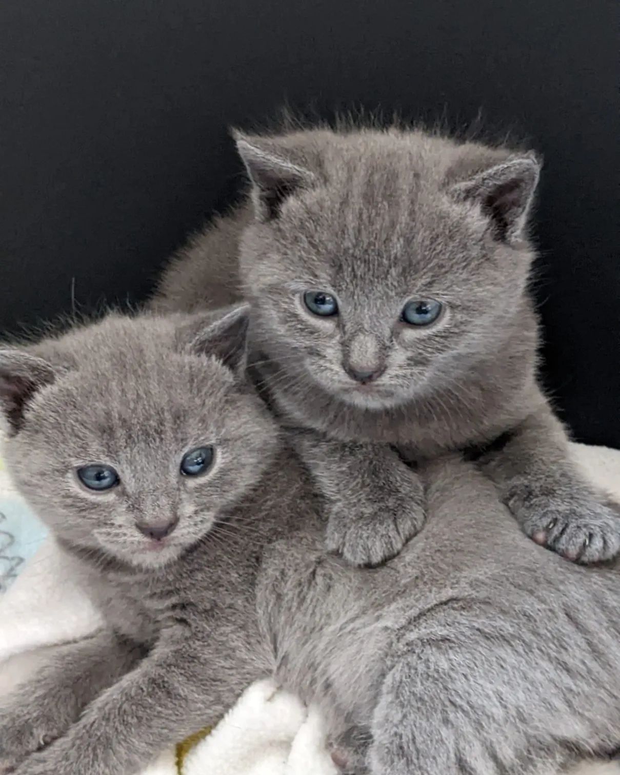 I nostri cuccioli di Certosino