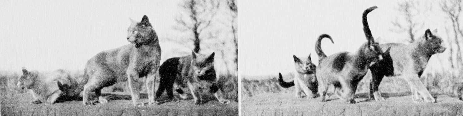 I gatti certosini delle sorelle Léger a Belle-Île-en-Mer